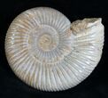 Perisphinctes Ammonite - Jurassic #7377-1